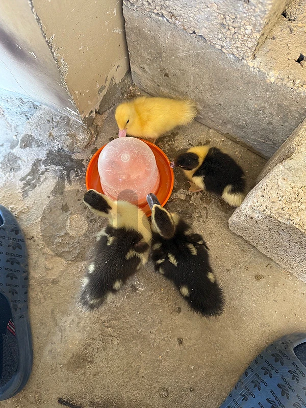 ٤ بطات مسقوفي