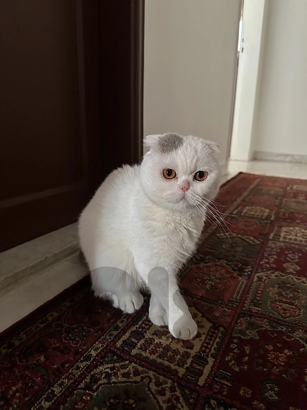 scottish fold for sale
