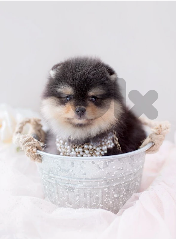 🐻 Tiny Teddy Bear Pomeranian Black & Tan Puppy Available!