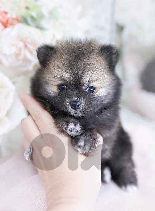 Pomeranian Tiny Puppies in Store & delivery Pomeranian Tiny Puppies in Store & delivery