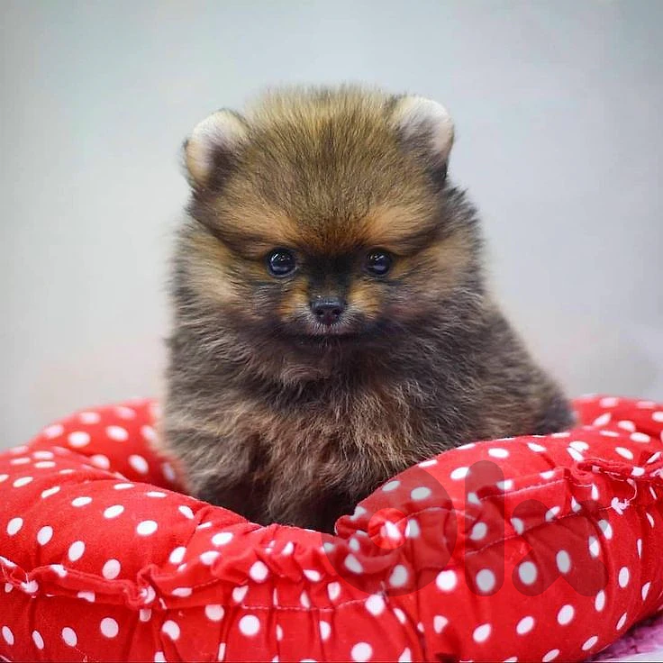 Small Pomeranian Puppies Available in store / dog كلاب