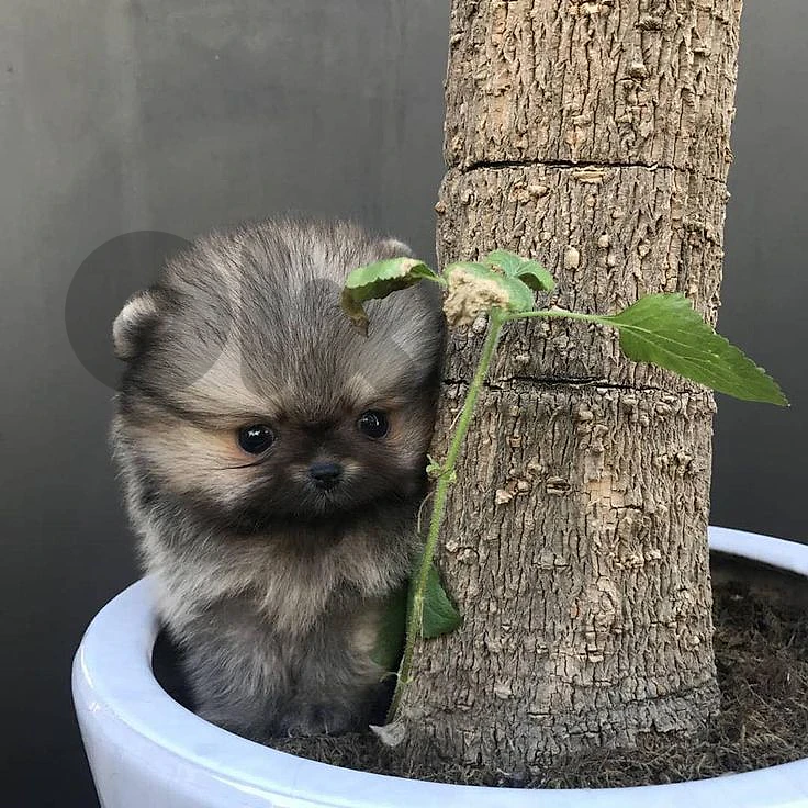 Beautiful Tiny Pomeranian Puppies Available in store