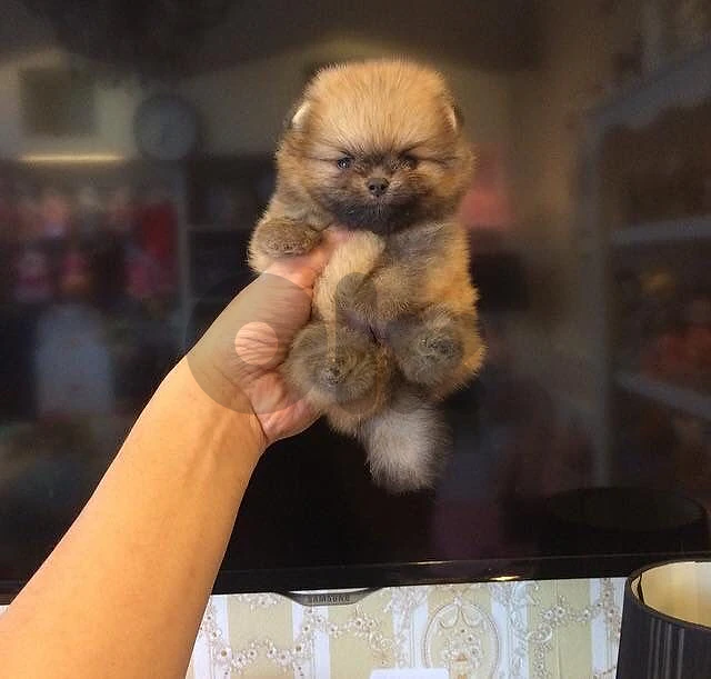 Tiny Little Pomeranian Puppies _ dog كلاب