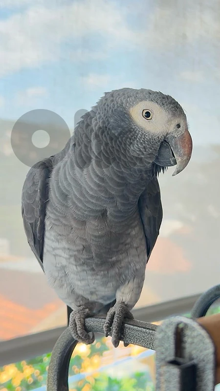 Timneh African Grey Parrot – Healthy & Friendly