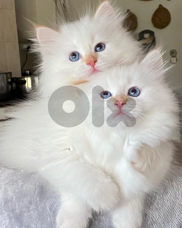 Persian Flame Point kitten