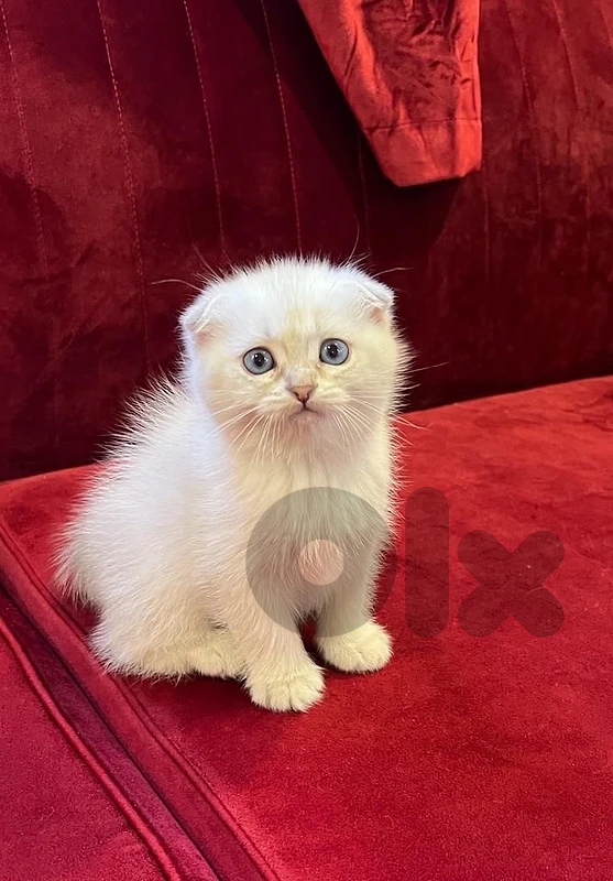 Scottish fold white