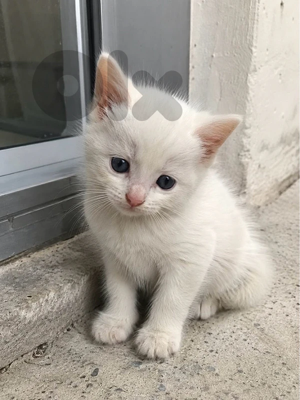 British white kitten