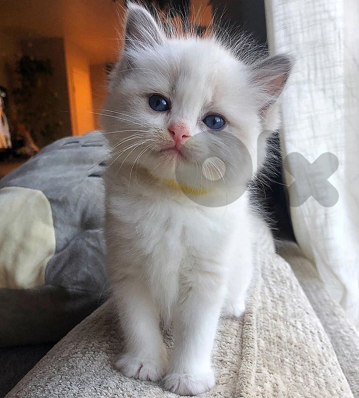 british shorthair bicolor