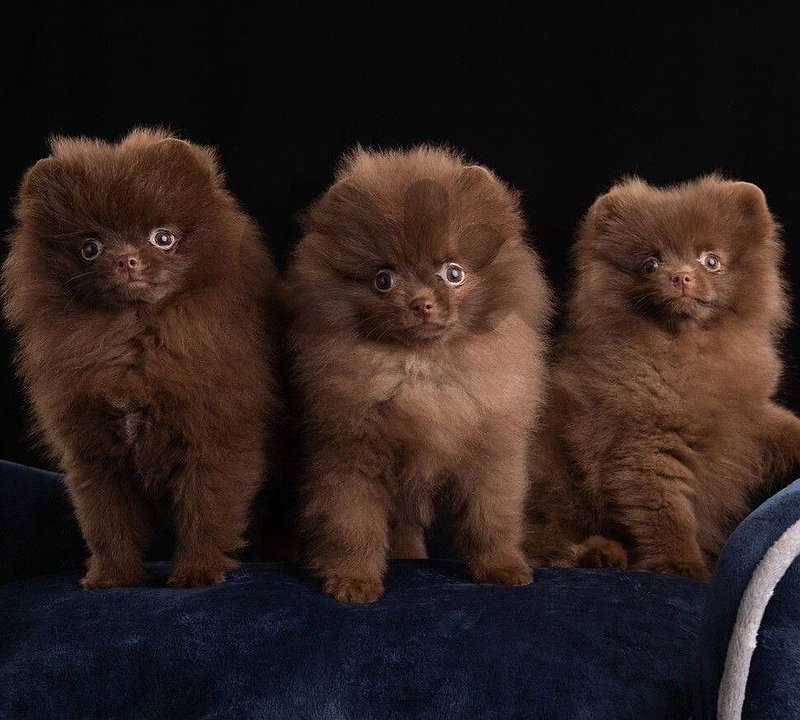 Imported Pomeranian Brown puppy