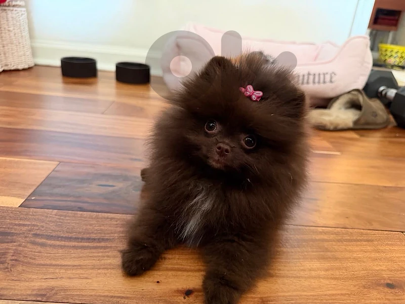 Pomeranian Imported chocolate Brown
