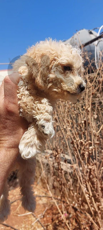 maltipoo puppies for sale