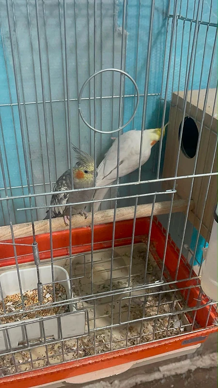 cokatail and conure turquoise and sunconure for sale