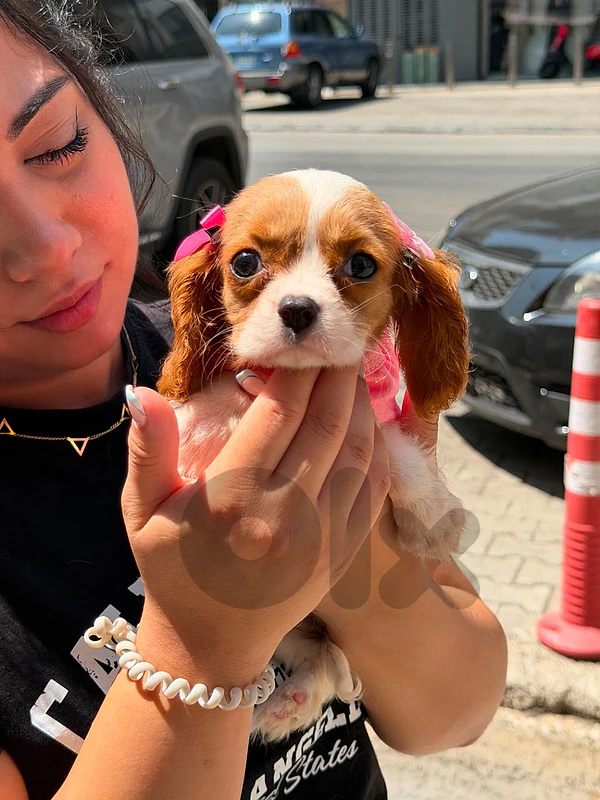 Beautifull Cavalier King Charles Puppies Available in store /Delivery Beautifull Cavalier King Charles Puppies Available in store /Delivery
