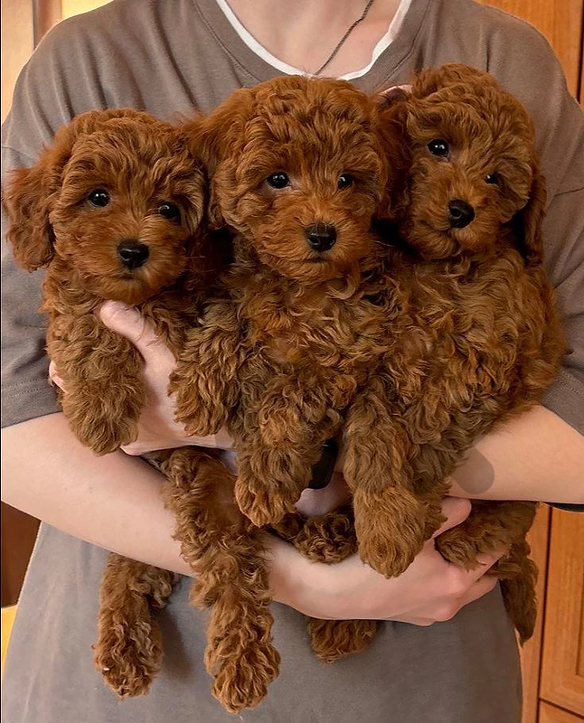 Poodle Puppies Available in store / Delivery/ High Quality