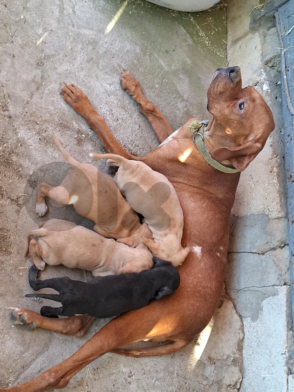 pointer_malinois_Epagneul