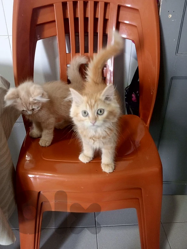 for adoption