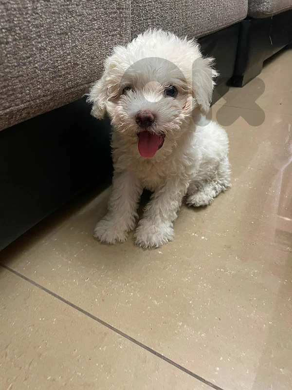 Maltipoo male 3 months old