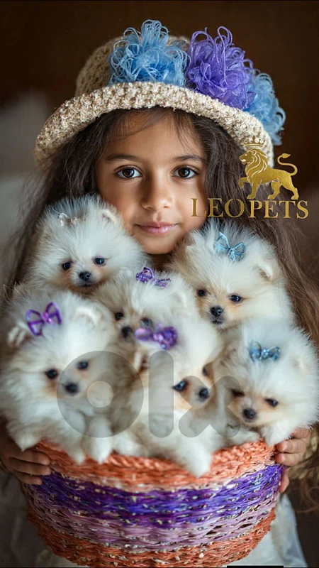 Pomeranian teacup