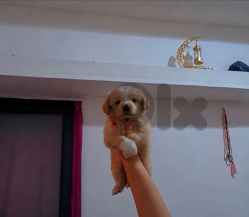 mini dog loulou spits