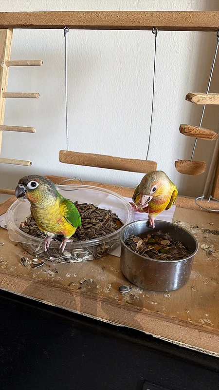2 Conures for sale. male and female
