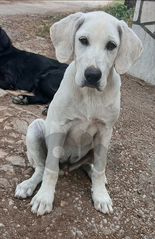 Labrador for sale