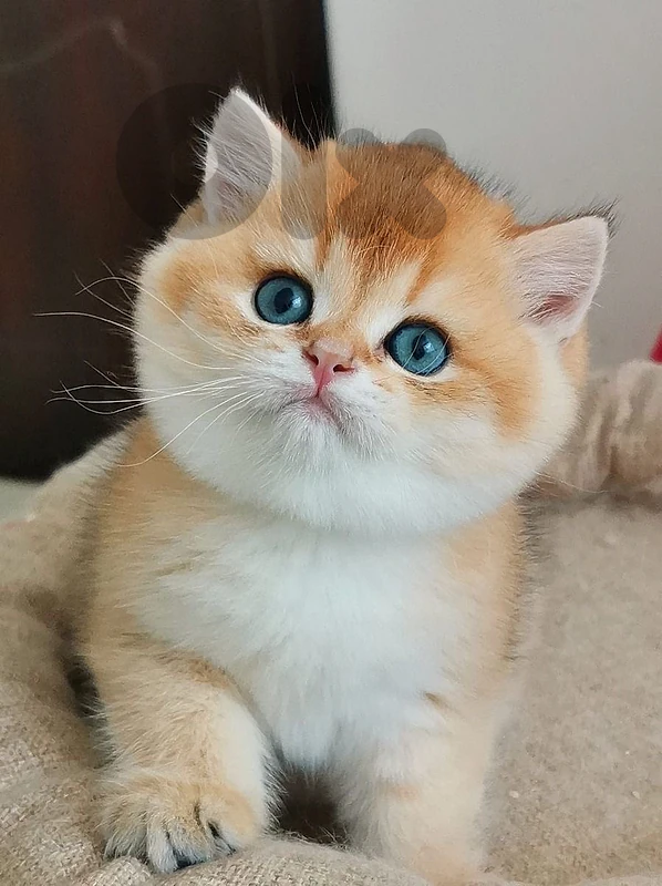 kittens persian and ragdol  70485808