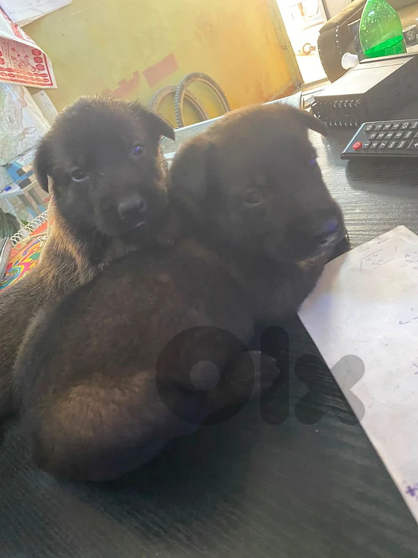 puppies malinois