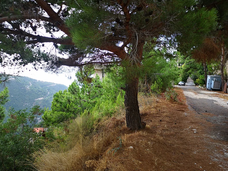 Land For Sale In Blat/Jbeil