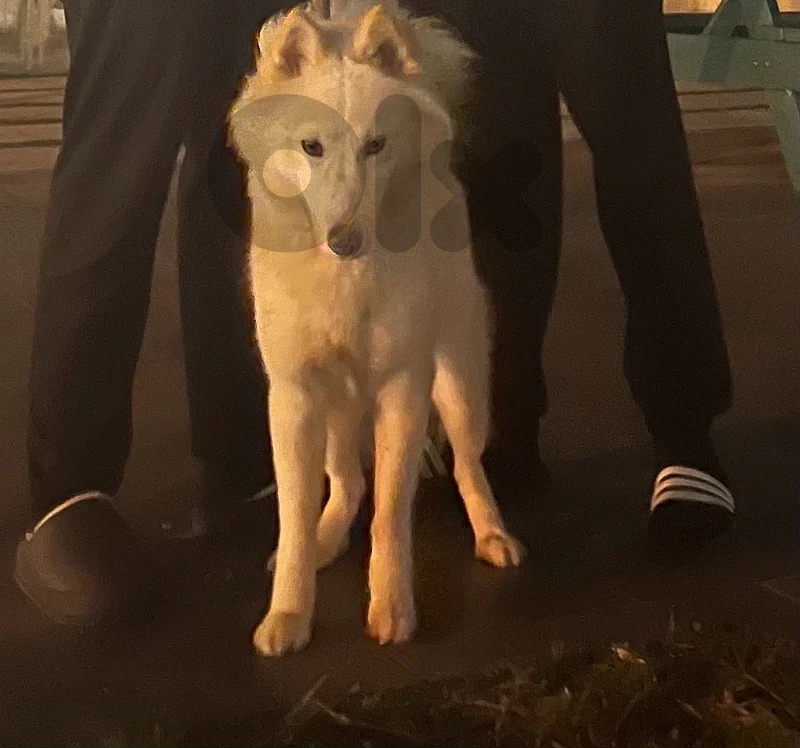 husky for adoption
