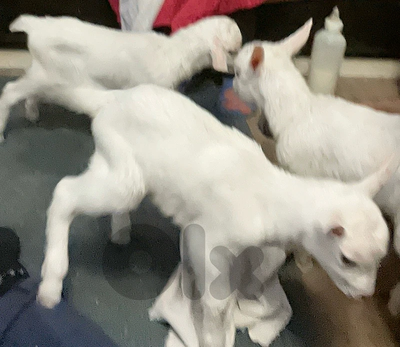 للبيع دكرين