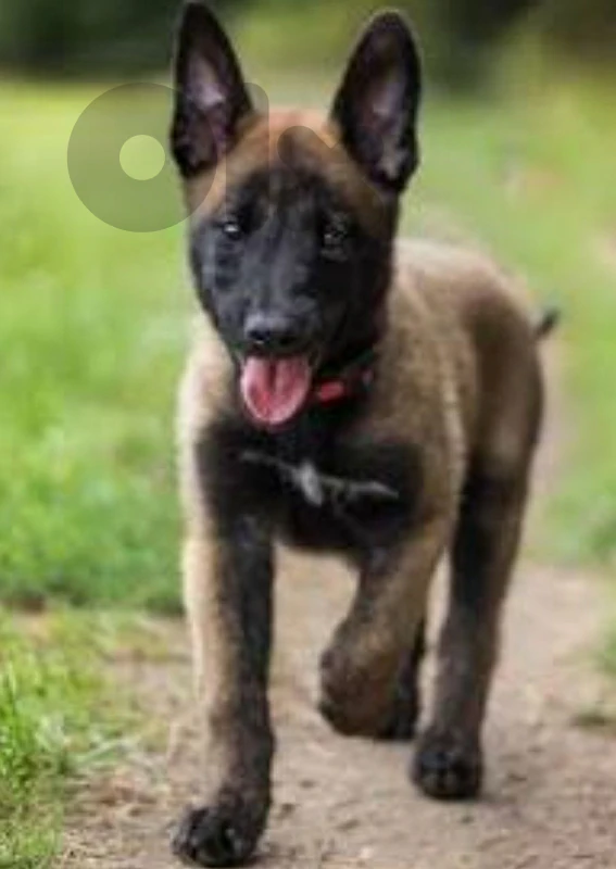 pure belgian malinois pedigree