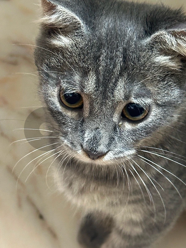 3 month old grey turkish angora male cat