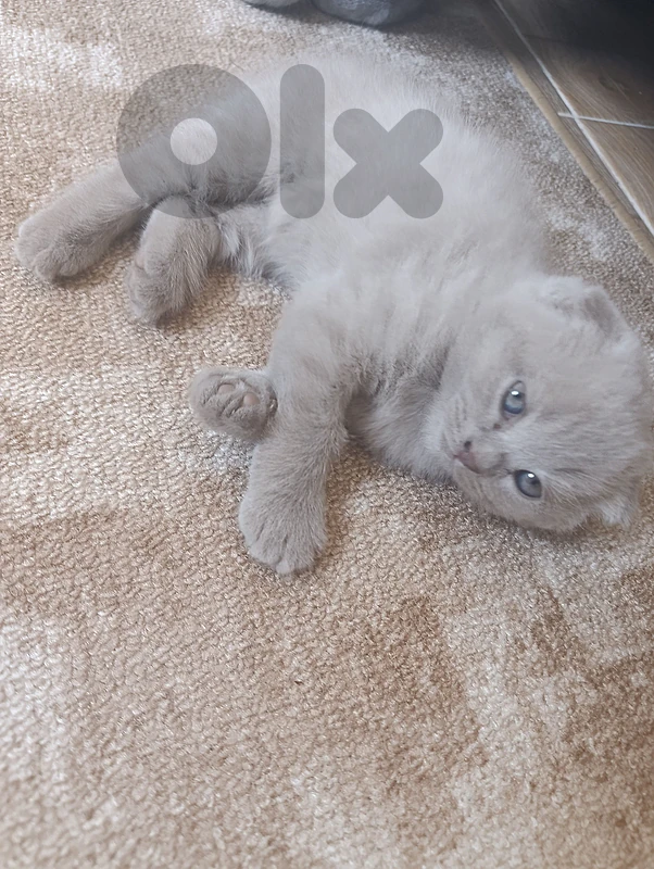 Scottish fold kitten