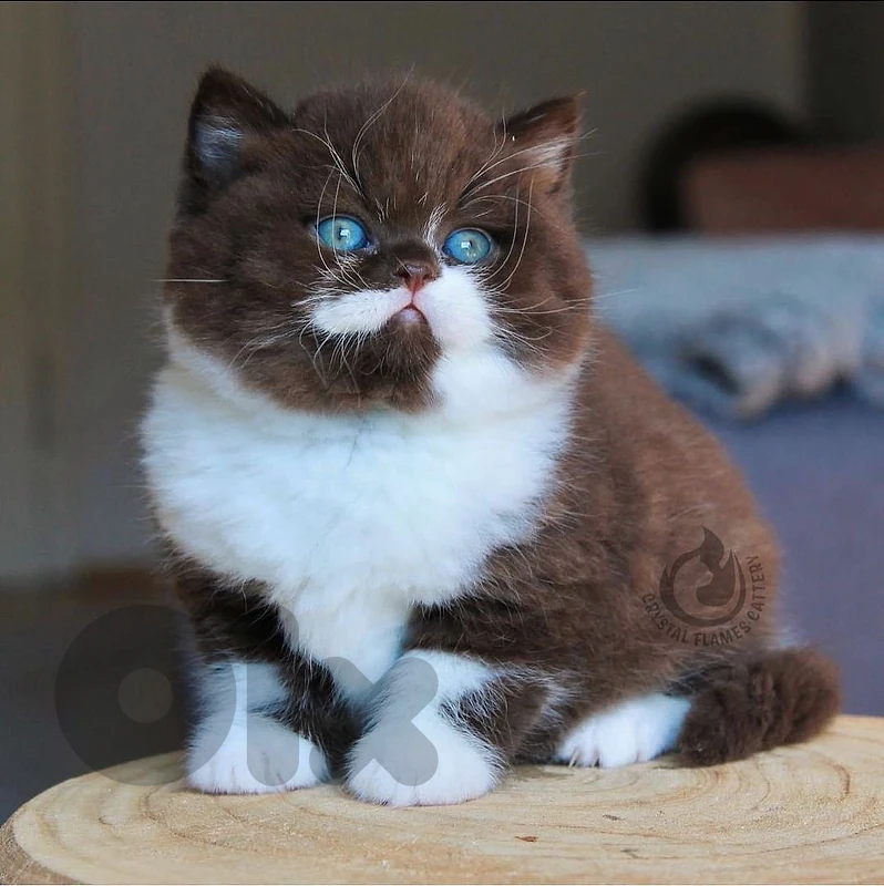 british persian