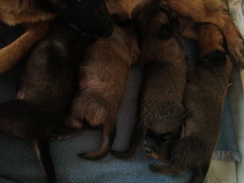puppies