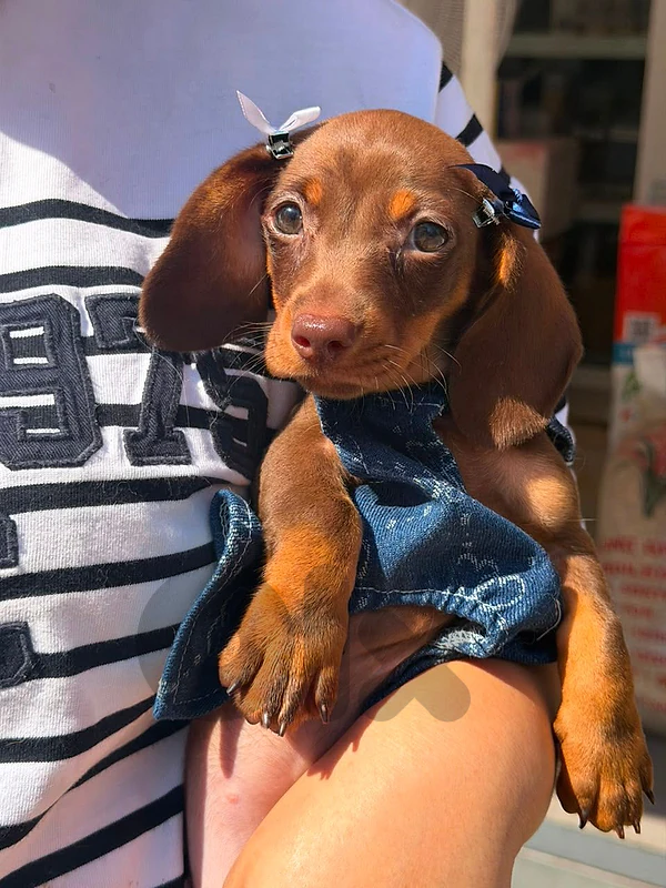 Beautiful Dachshund Puppies Available in now!!