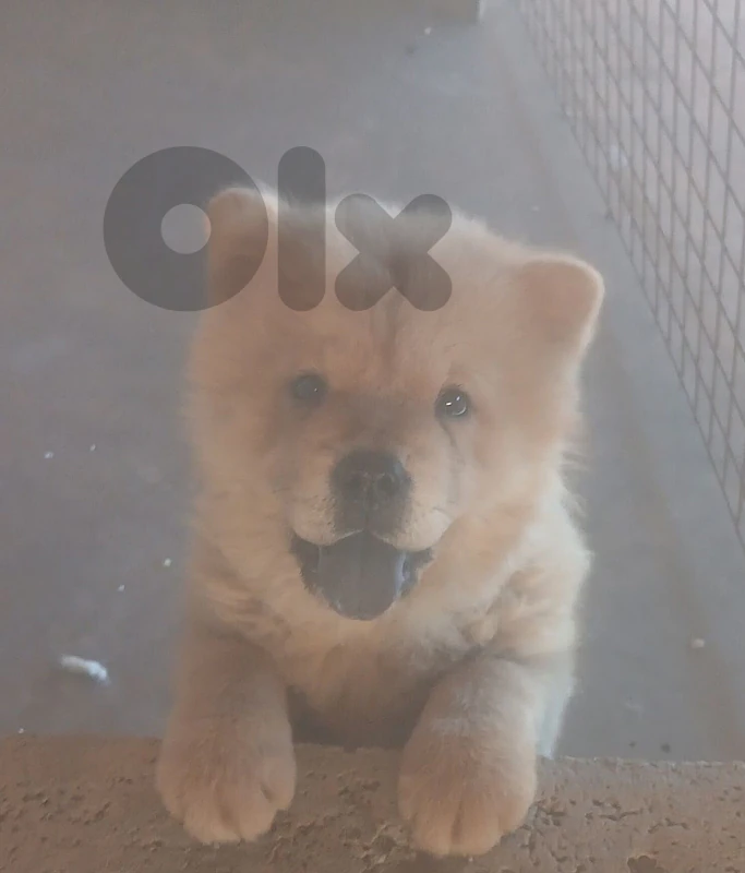 ChowChow