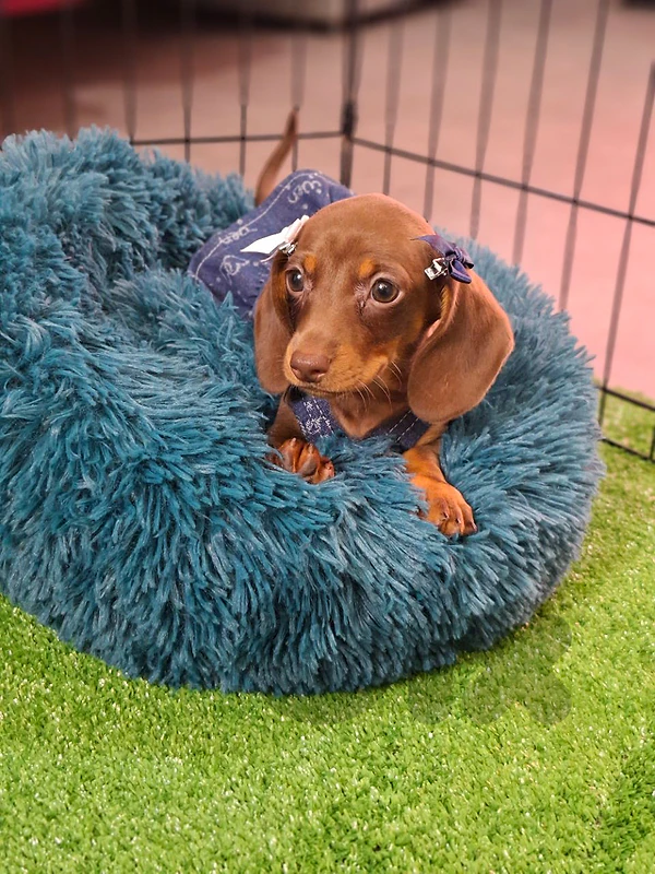 Meet Our Dachshund Princess Chocolate and tan Available Now/Delivery