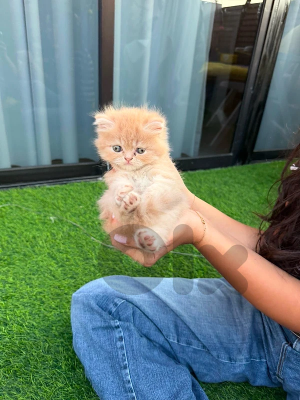 persian kitten