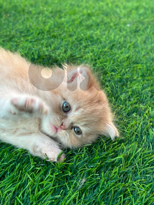 persian kitten
