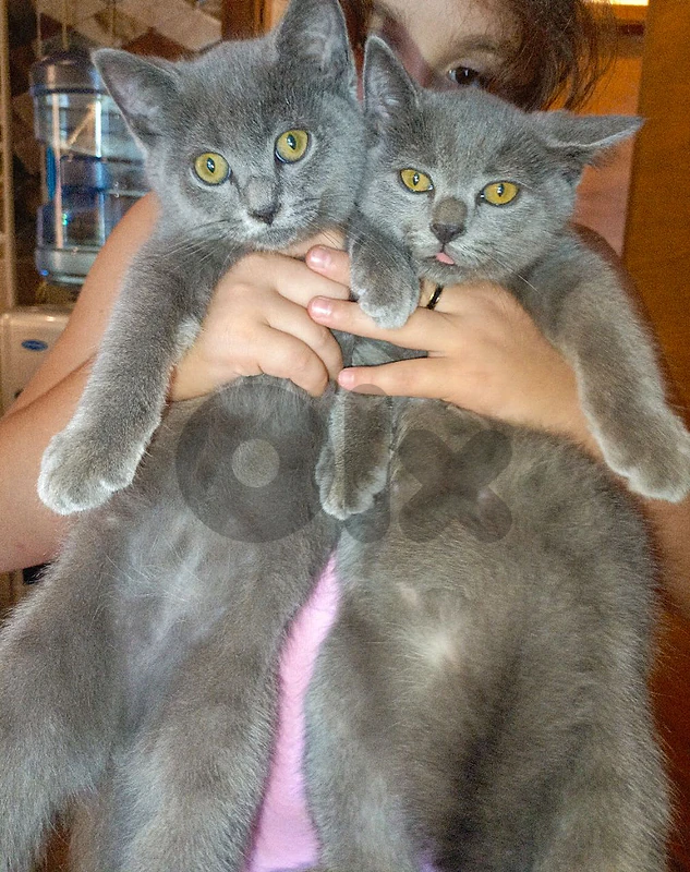 kitten