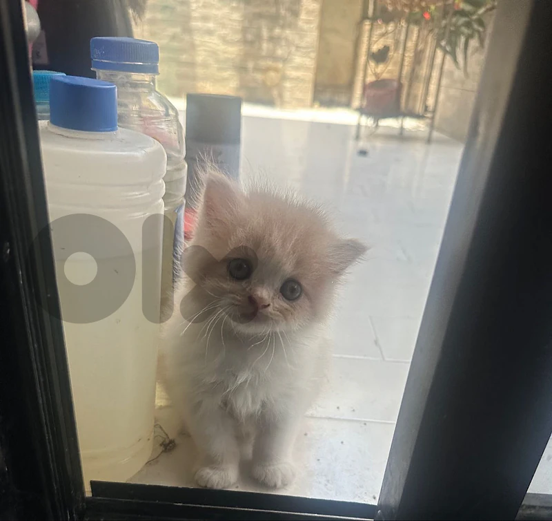 persian kitten