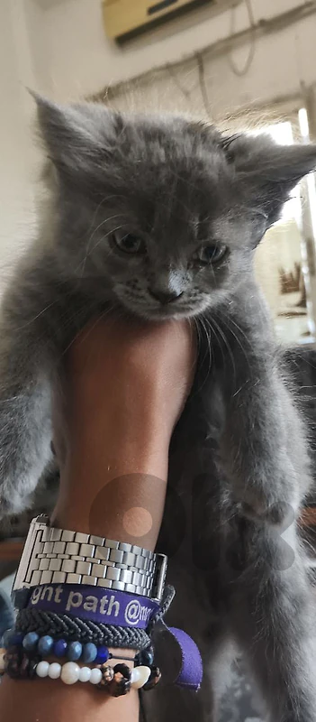 kittens