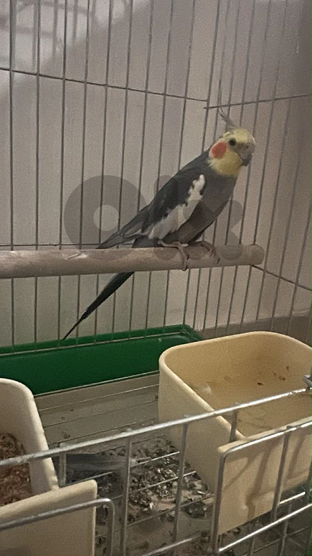 karawan bird