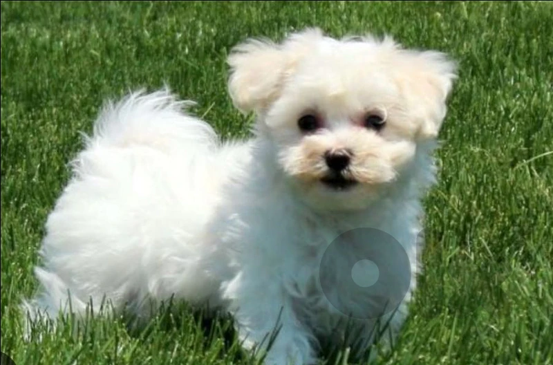 bichon maltese
