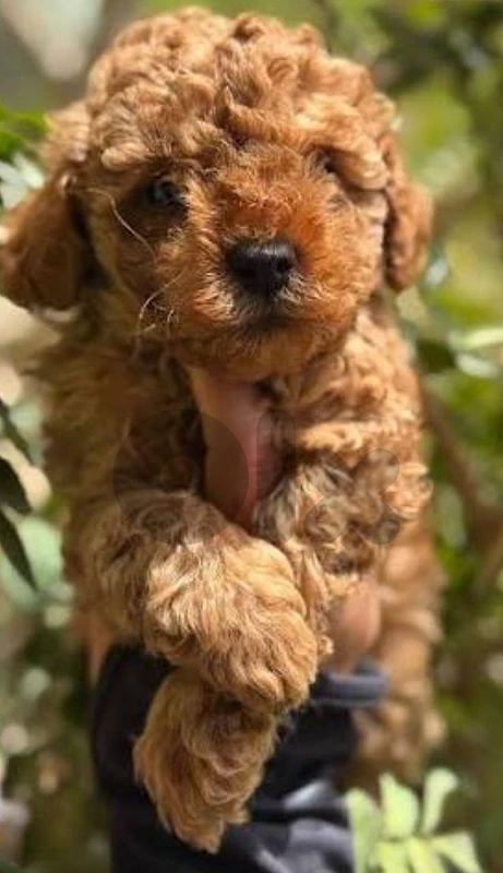 poodle
