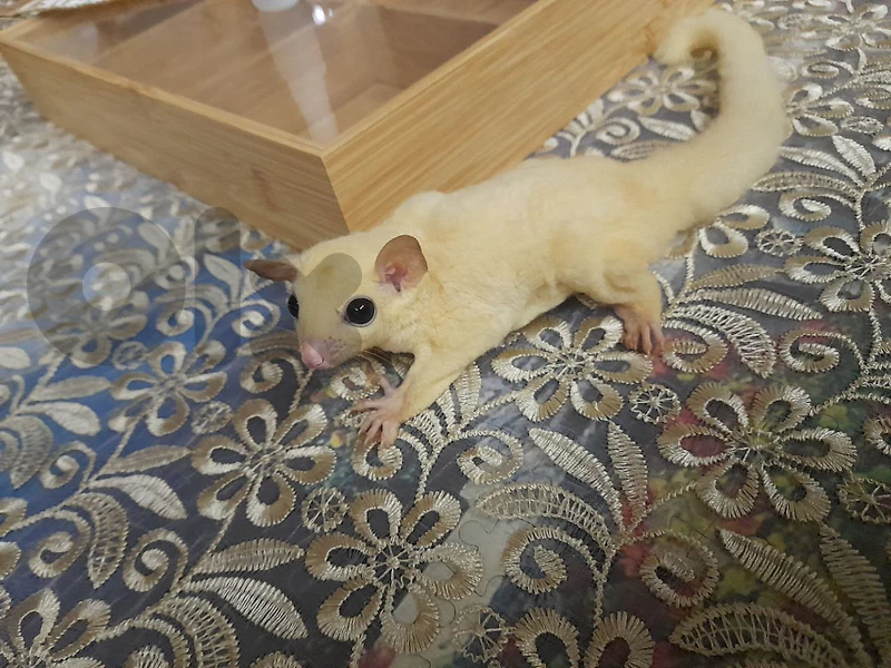 sugar glider