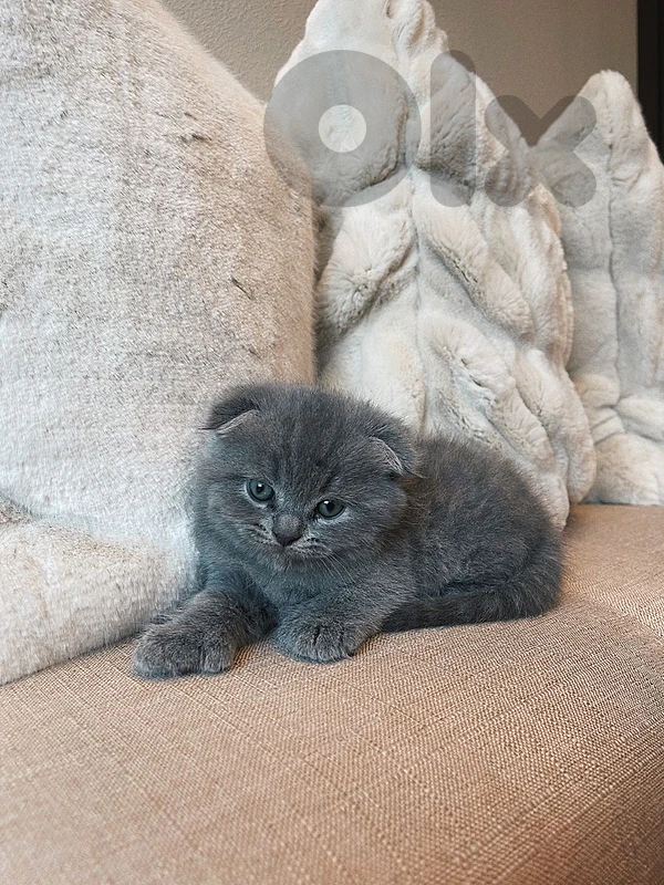 pure Scottish fold and British kittens HIGHEST QUALITY