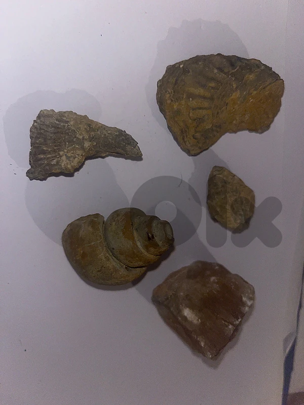 lebanese Fossils