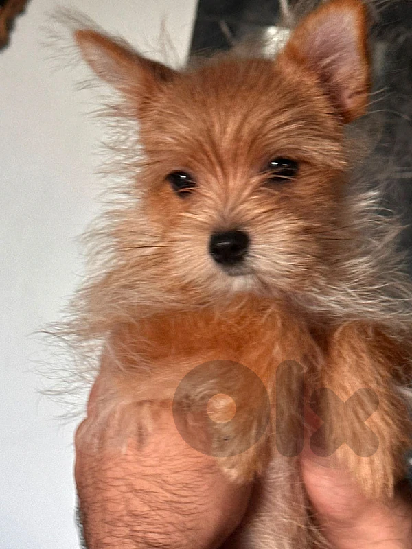 adorable Yorkie Pom mix puppy for sale